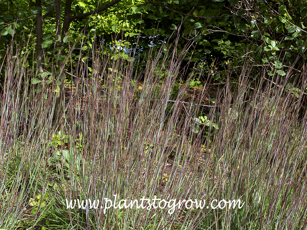 Smoke Signal Little Blue Stem (Schizachyrium)
August 16